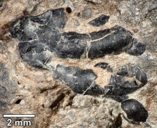 Dark crustacean shell fragment embedded in coprolite, or fossilized dinosaur poop. (Image: University of Colorado)